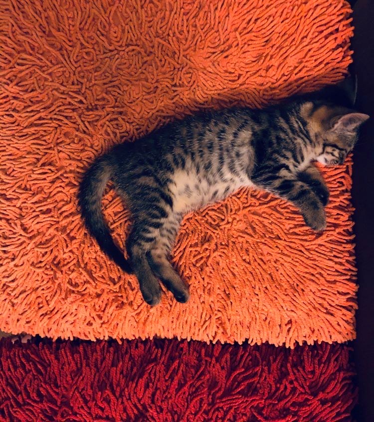 kot śpiący na poduszkach
